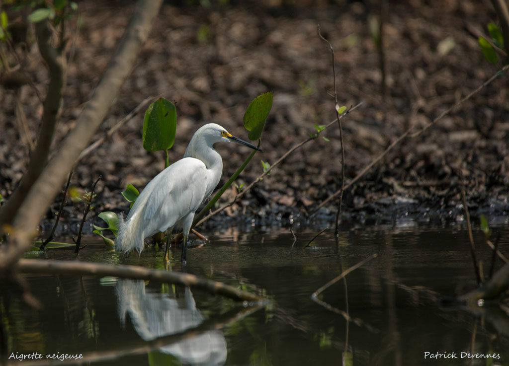 Aigrette neigeuse, identification, habitat