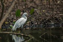 Aigrette neigeuse