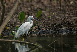 Snowy Egret