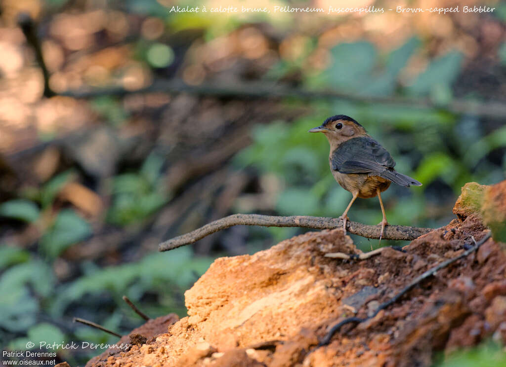 Akalat à calotte brune, habitat, pigmentation, Comportement