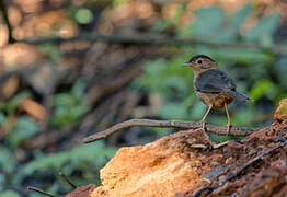 Brown-capped Babbler