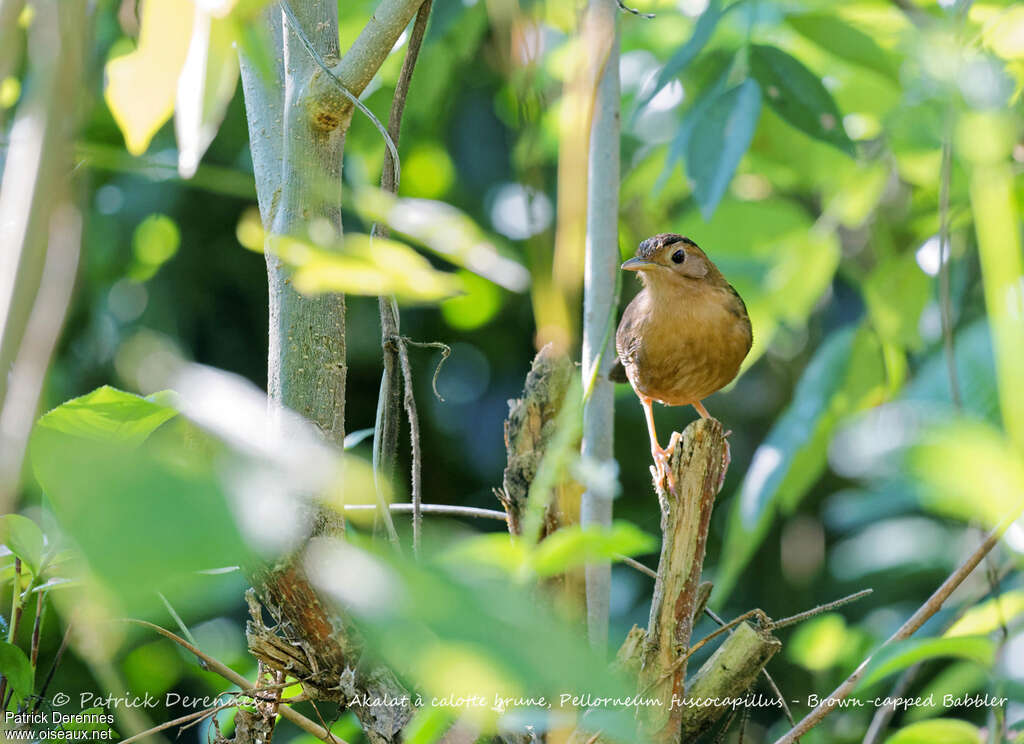 Brown-capped Babbler, habitat, pigmentation