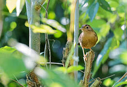 Brown-capped Babbler