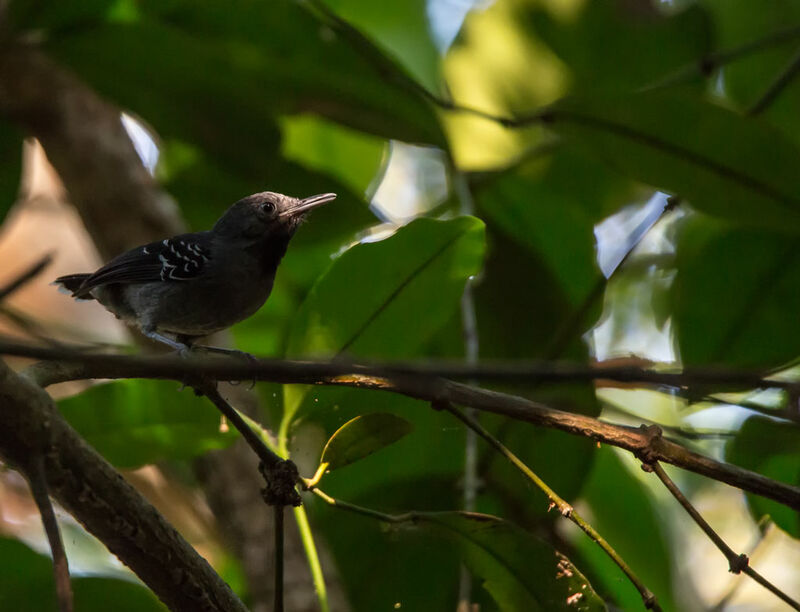 Band-tailed Antbird, identification, habitat