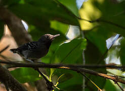 Band-tailed Antbird