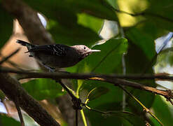 Band-tailed Antbird