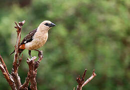 White-headed Buffalo Weaver