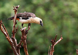 White-headed Buffalo Weaver