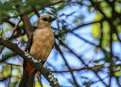 White-headed Buffalo Weaver