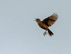 Archer's Lark