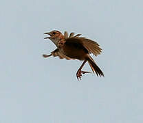 Archer's Lark