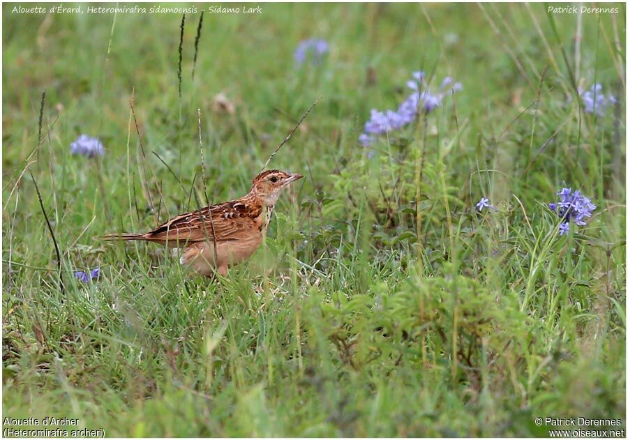 Alouette d'Archer mâle adulte, identification