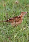 Archer's Lark