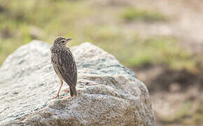 Jerdon's Bush Lark