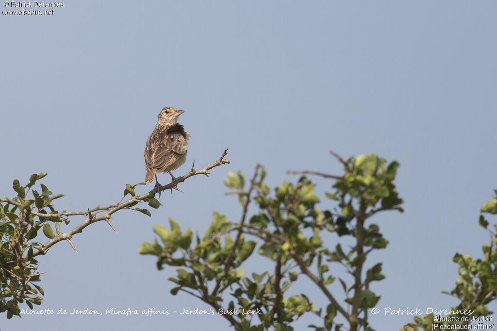 Jerdon's Bush Lark, identification