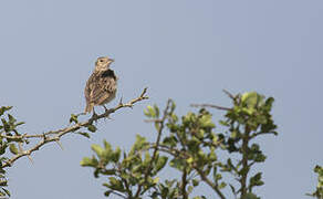 Jerdon's Bush Lark