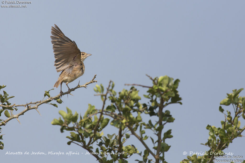 Jerdon's Bush Lark, identification, habitat