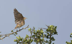 Jerdon's Bush Lark