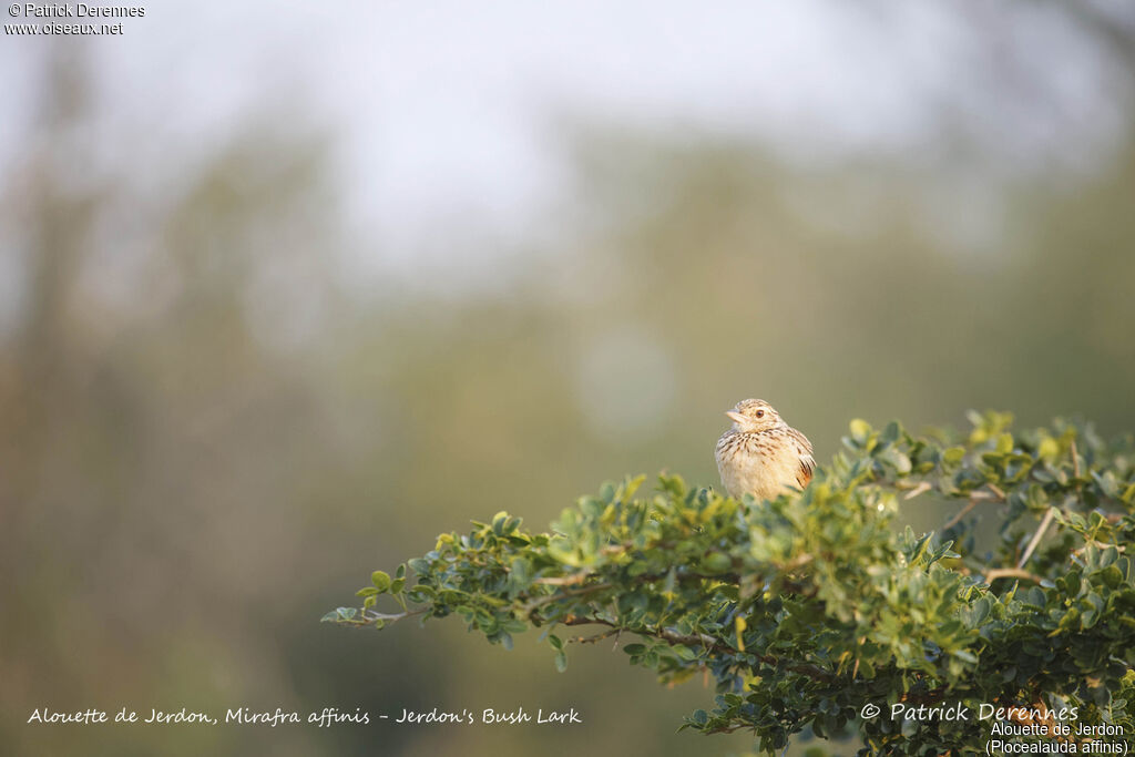 Jerdon's Bush Lark, identification, habitat