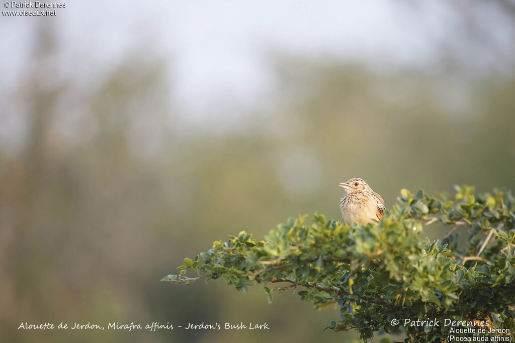 Jerdon's Bush Lark, identification, habitat, song