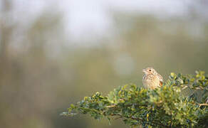 Jerdon's Bush Lark