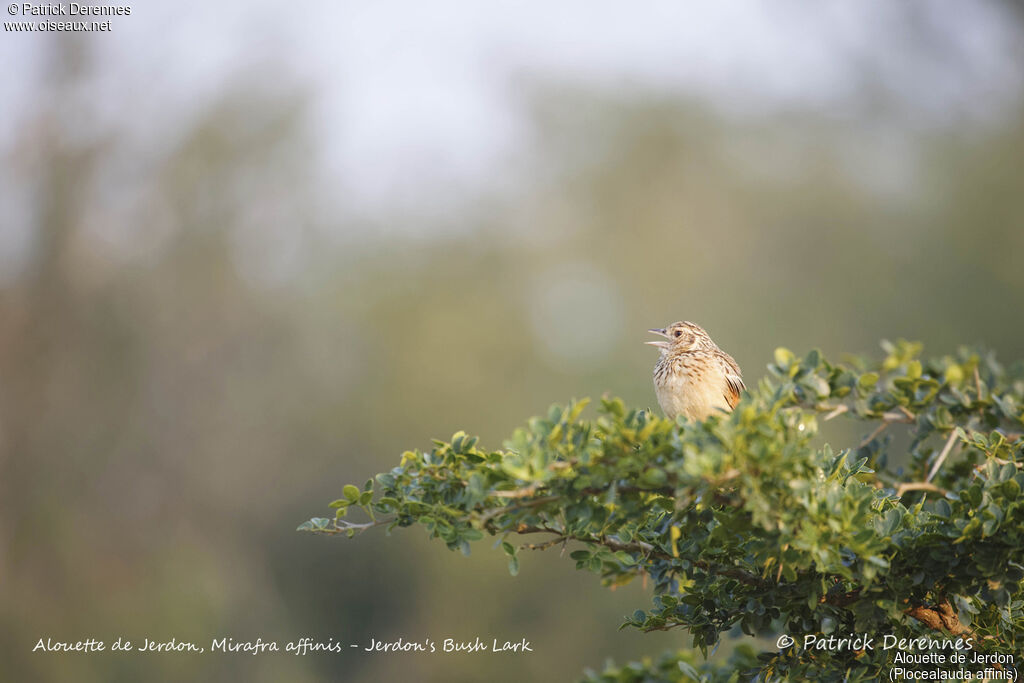 Jerdon's Bush Lark, identification, habitat, song