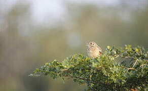 Jerdon's Bush Lark