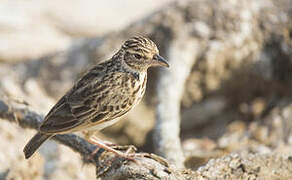 Jerdon's Bush Lark