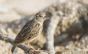 Jerdon's Bush Lark