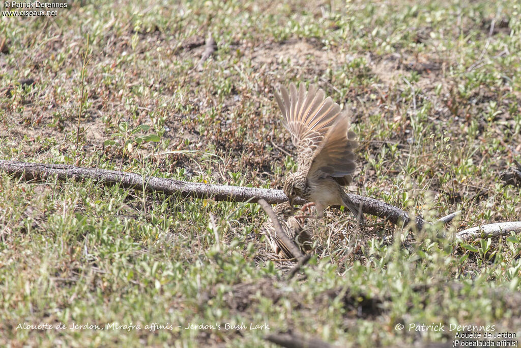 Jerdon's Bush Lark, identification, habitat, Behaviour