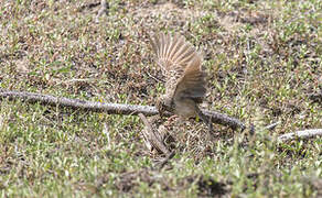 Jerdon's Bush Lark