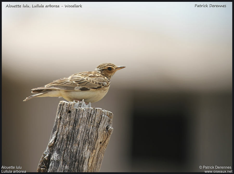 Woodlark, identification