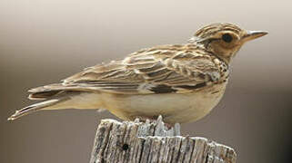 Woodlark