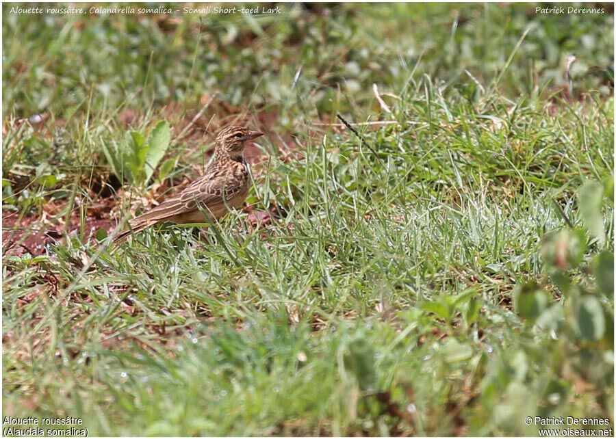 Somali Short-toed Larkadult, identification