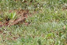 Somali Short-toed Lark