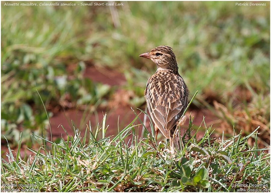 Alouette roussâtreadulte, identification