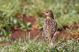 Somali Short-toed Lark