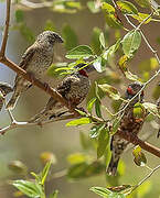 Cut-throat Finch