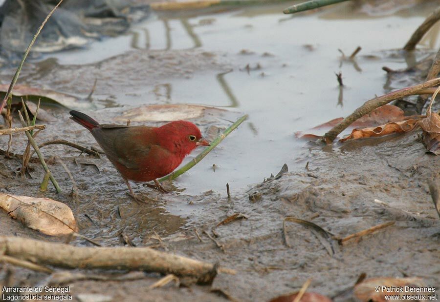 Red-billed Firefinch male