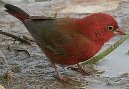 Red-billed Firefinch