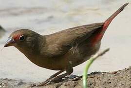 Red-billed Firefinch