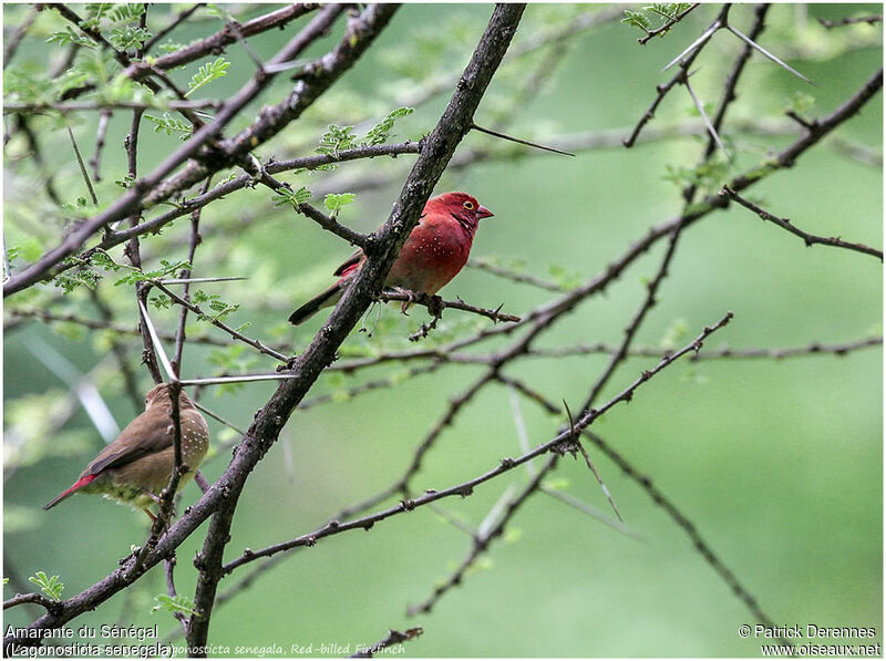 Red-billed Firefinch adult, identification