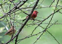 Red-billed Firefinch