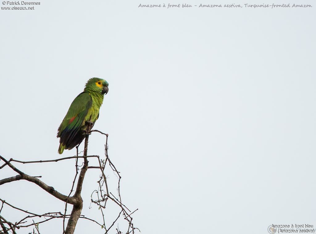 Amazone à front bleu, identification