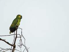 Turquoise-fronted Amazon