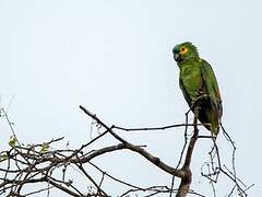 Turquoise-fronted Amazon