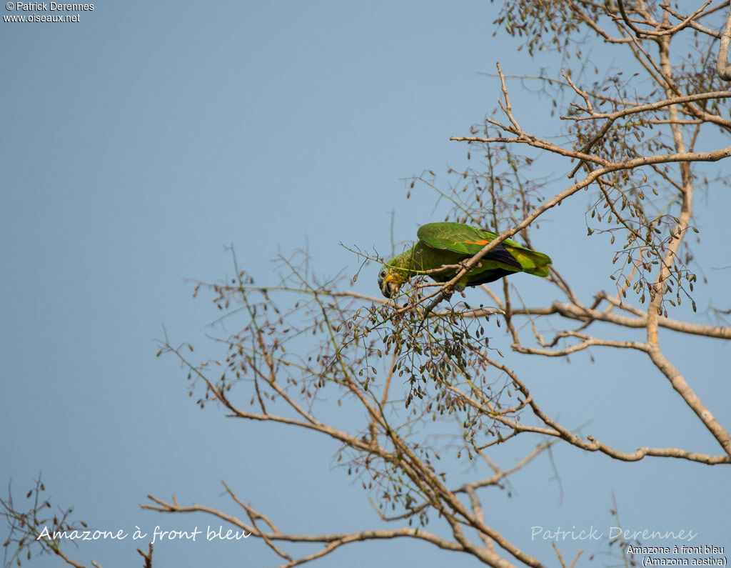 Turquoise-fronted Amazon, identification, habitat, feeding habits, eats