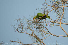 Turquoise-fronted Amazon