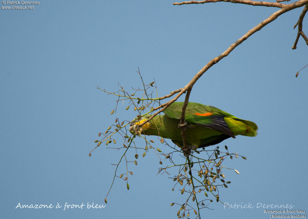 Turquoise-fronted Amazon, identification, habitat, feeding habits, eats