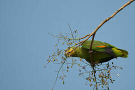 Turquoise-fronted Amazon